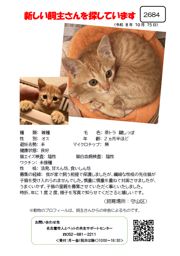 「新しい飼主さんを探しています」と書かれた保護猫の里親募集画像。茶トラで鍵しっぽのオス猫（生後2ヵ月半ほど、活発で甘えん坊）の写真と、健康状態（良好・検査陰性）や募集経緯などの詳細が記載されています。